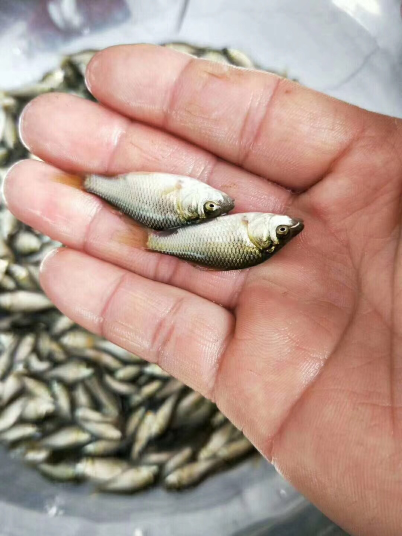 湘云鲫鱼苗