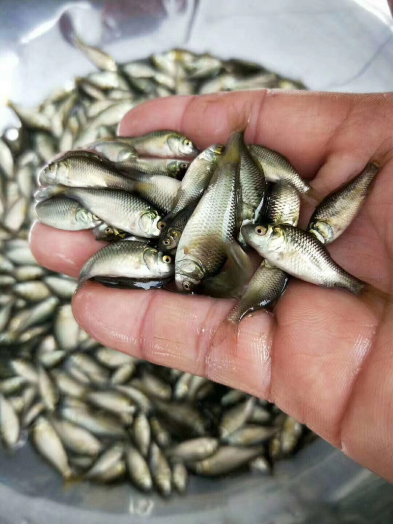 湘云鲫鱼苗