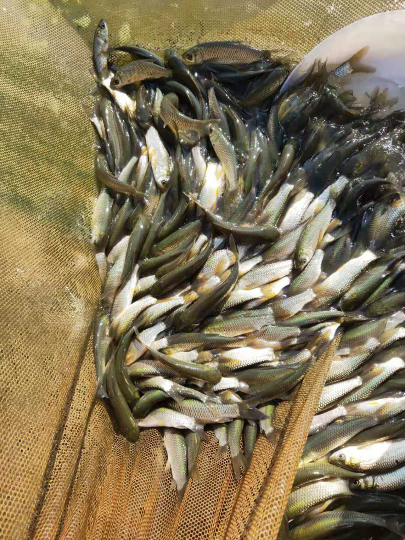 草鱼苗
