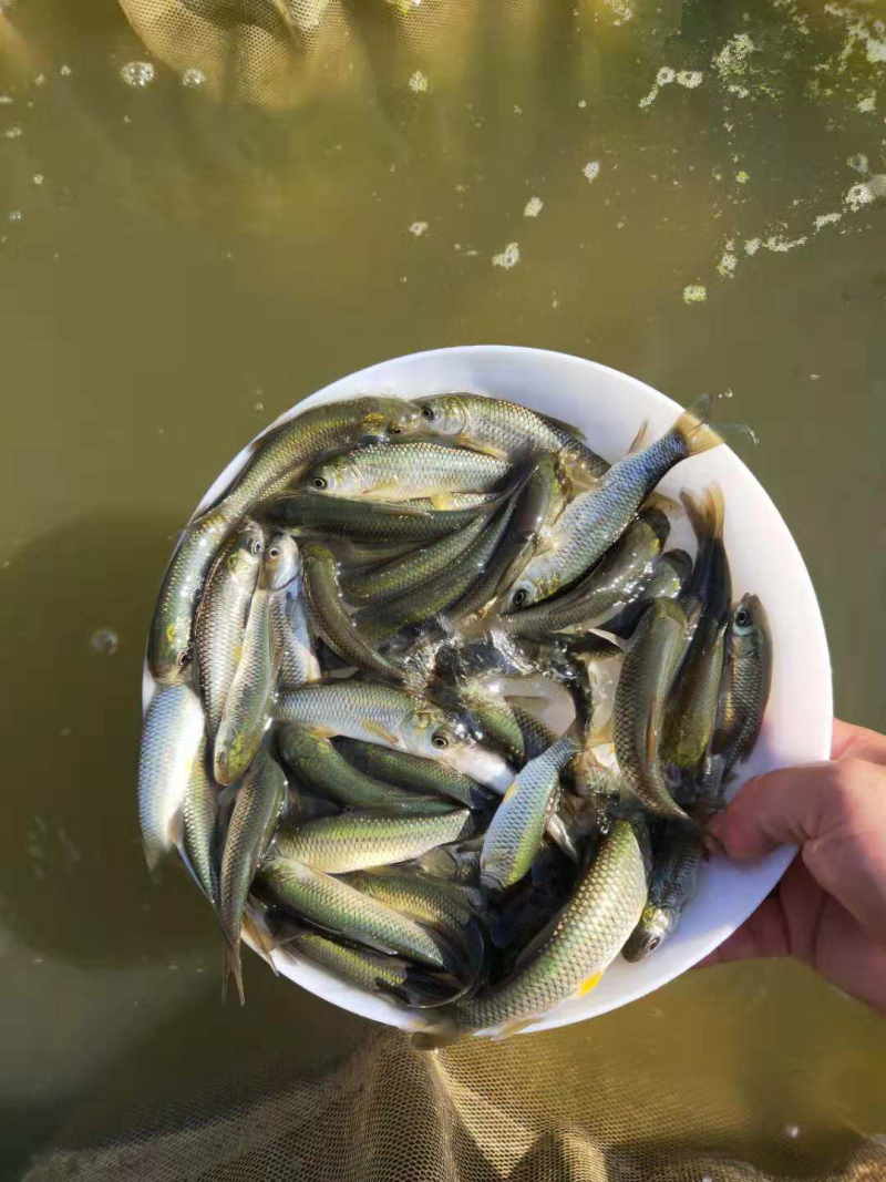 草鱼苗