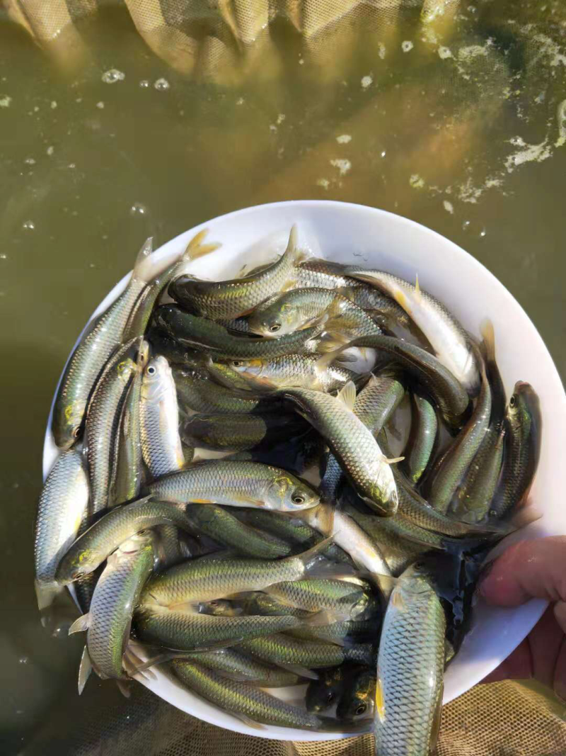 草鱼苗