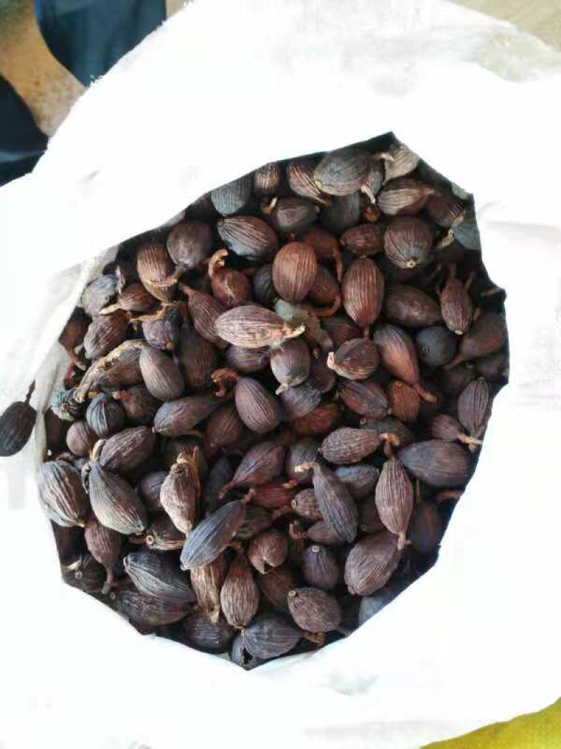 云南红河草果