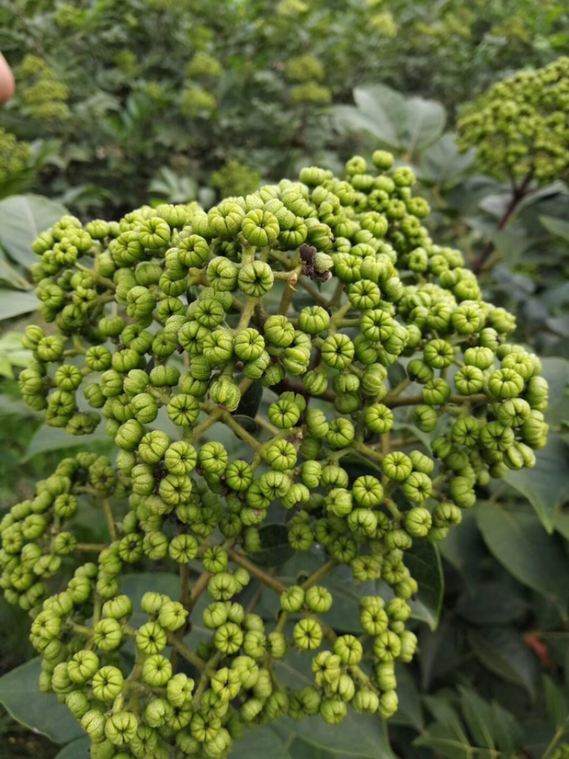 正宗中花吴茱萸扦插苗