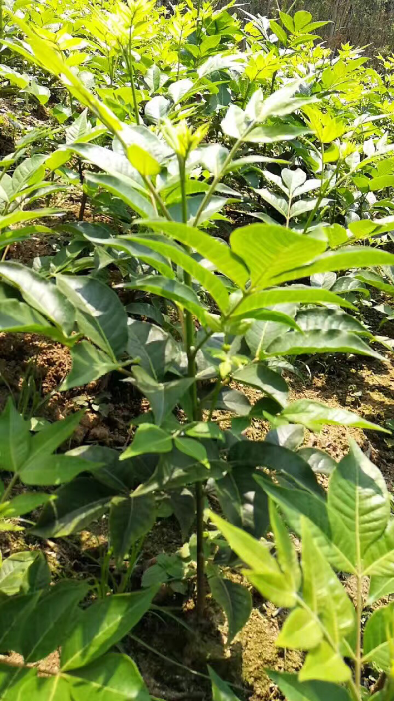 正宗中花吴茱萸扦插苗