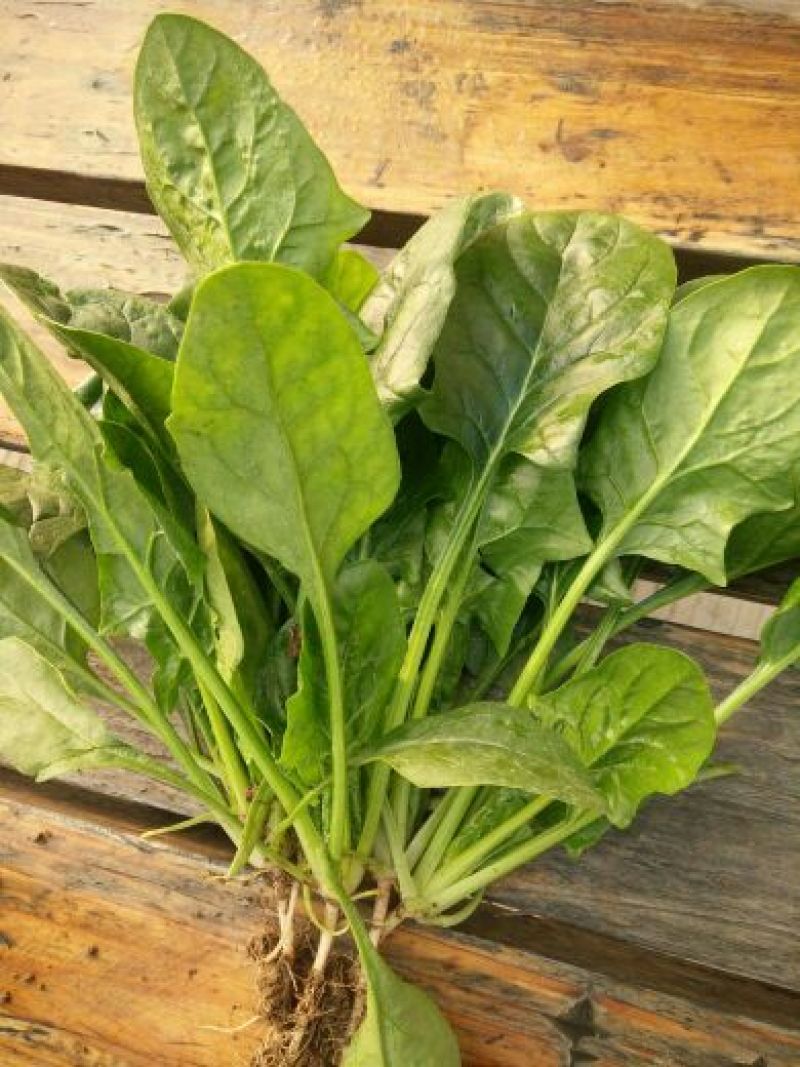 绿神菠菜15~20厘米