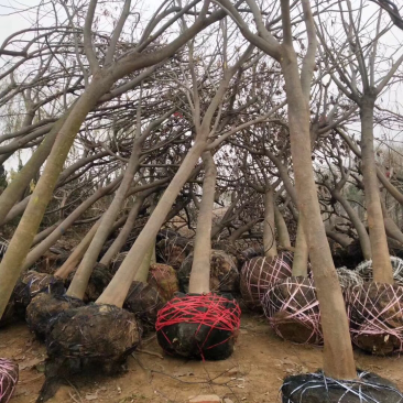 合欢