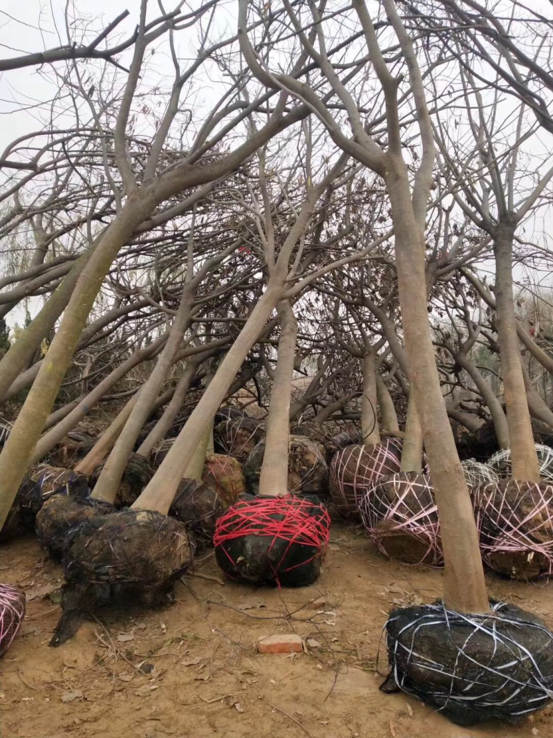 合欢