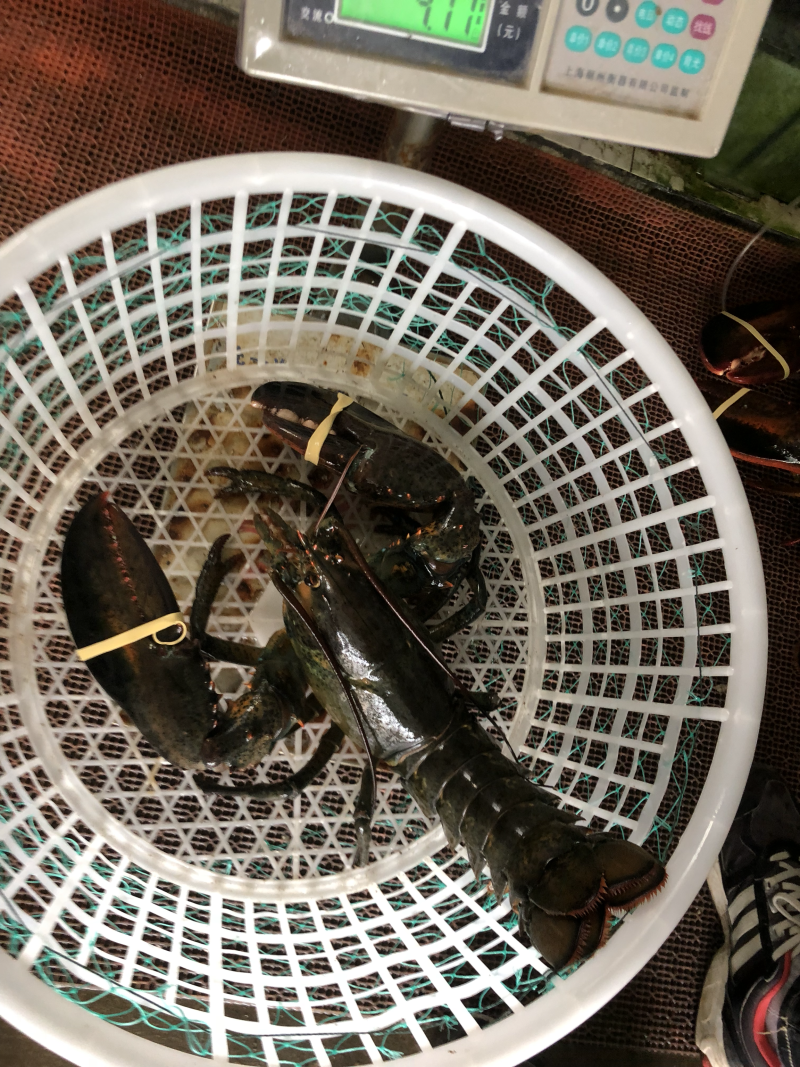 进口大波龙波士顿大龙虾鲜活海产