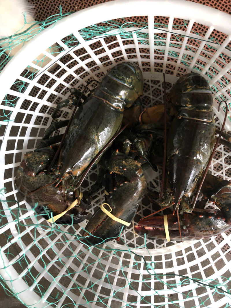 进口大波龙波士顿大龙虾鲜活海产