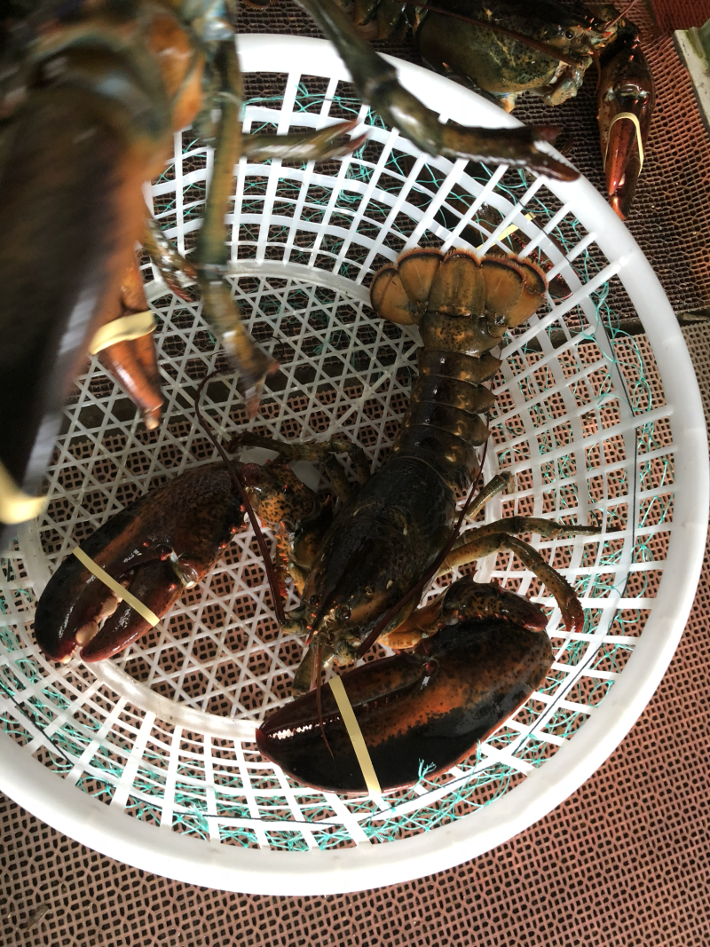 进口大波龙波士顿大龙虾鲜活海产