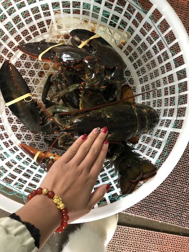进口大波龙波士顿大龙虾鲜活海产