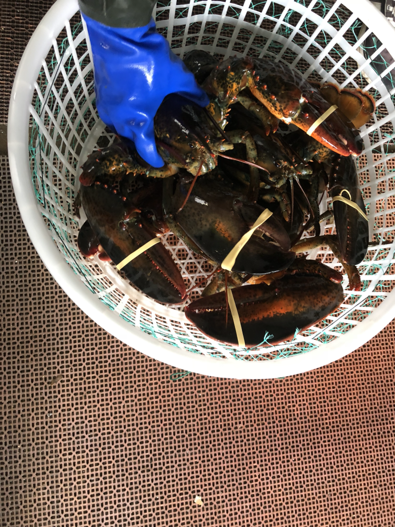 进口大波龙波士顿大龙虾鲜活海产