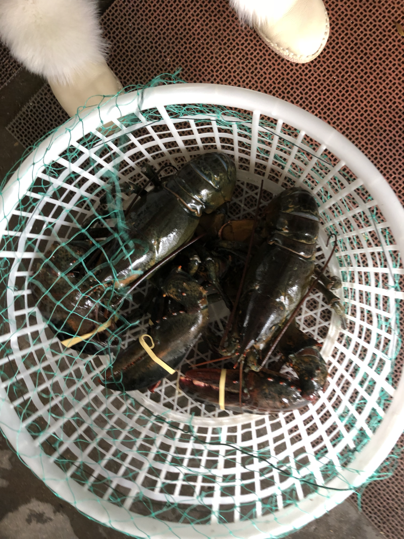 进口大波龙波士顿大龙虾鲜活海产
