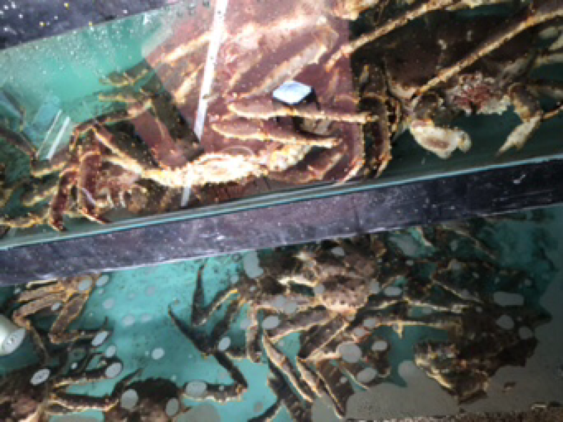 鲜活阿拉斯加帝王蟹进口大帝王蟹