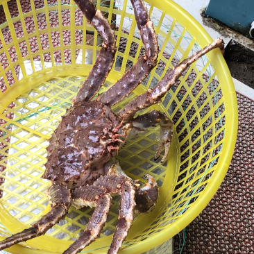 鲜活阿拉斯加帝王蟹进口大帝王蟹