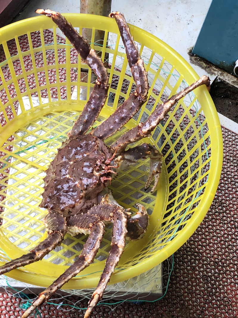 鲜活阿拉斯加帝王蟹进口大帝王蟹