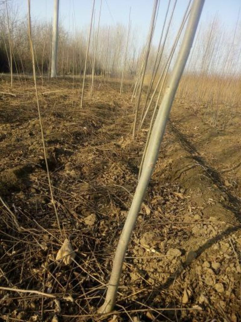 矮化大棚香椿苗正宗泰山红油香椿种苗，营养丰富色艳味浓