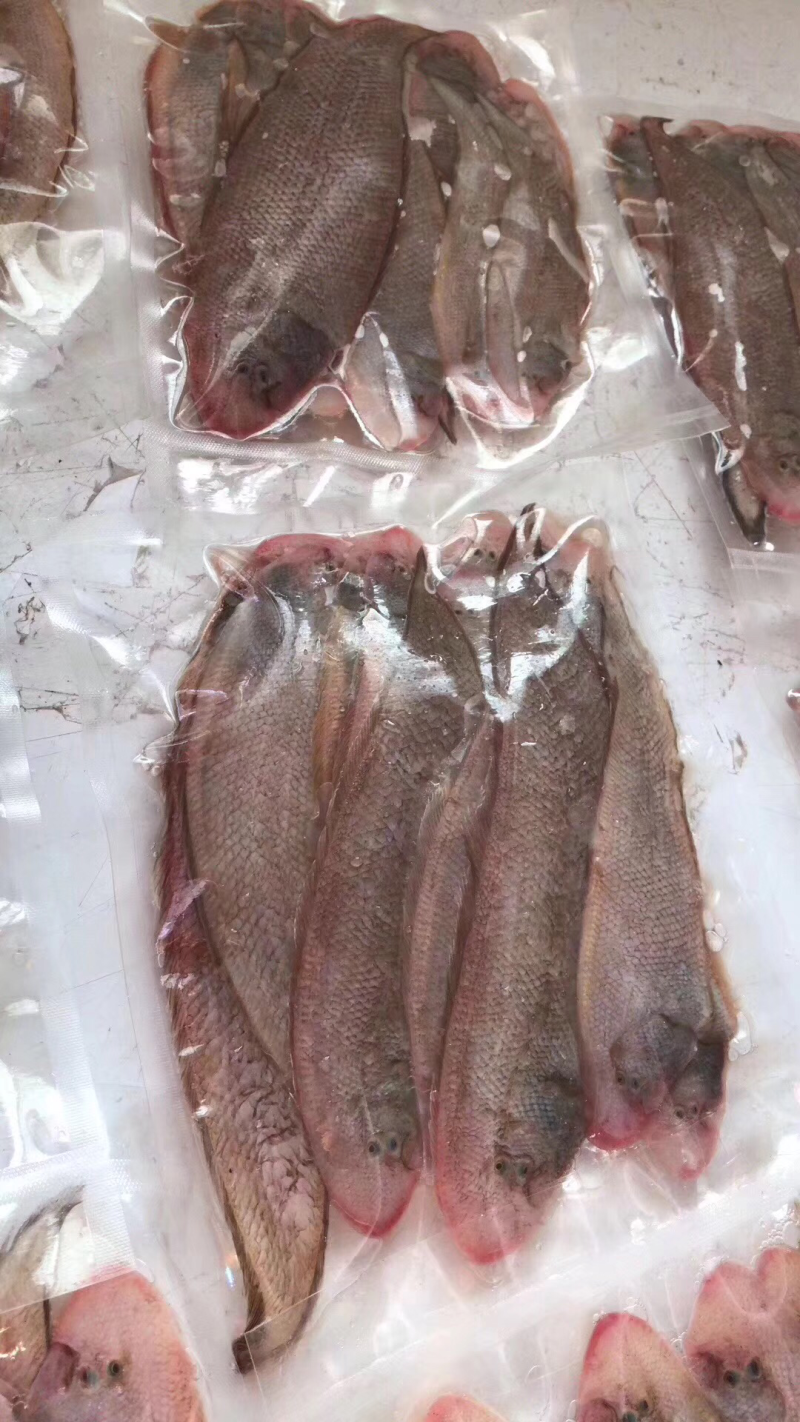龙利鱼，鲽形目，子板鱼，舌鳎科，舌鳎属，批发