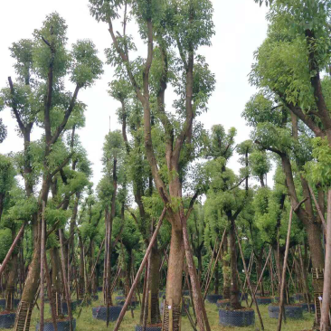 大量骨架香樟22-25-28-30移植苗