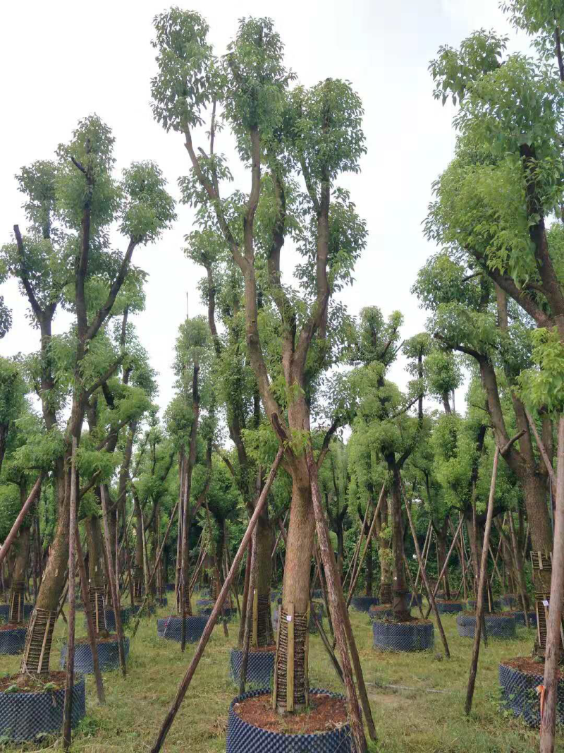 大量骨架香樟22-25-28-30移植苗