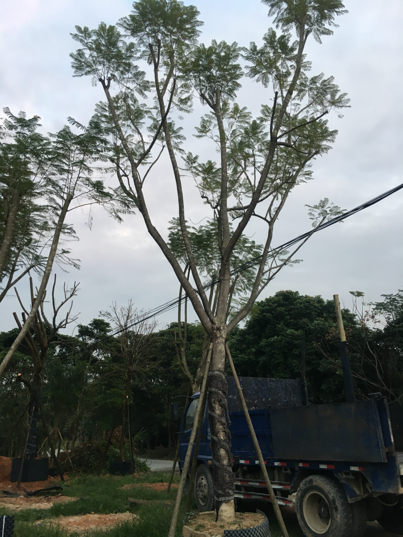 20公分假植蓝花楹