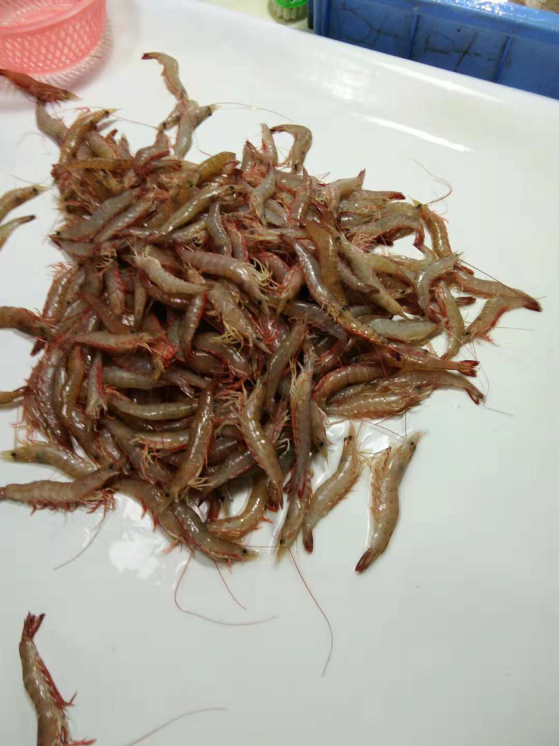 麻虾干