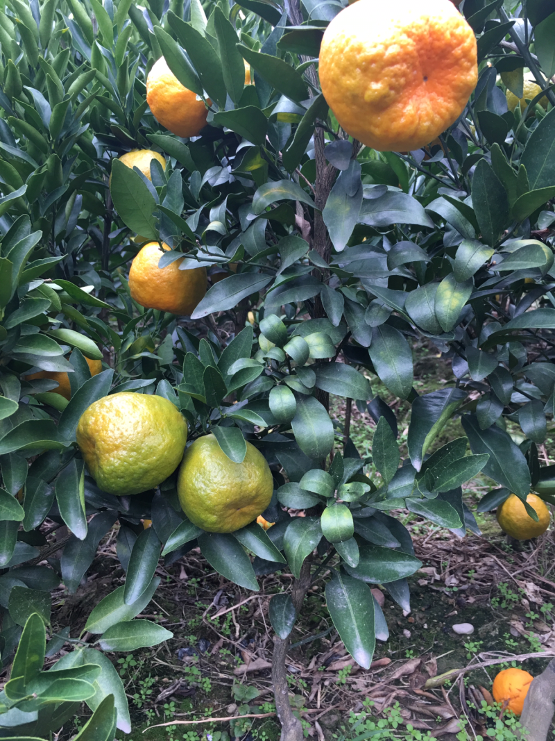 碰柑挂果苗，带果带土球。