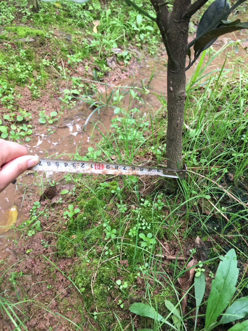 碰柑挂果苗，带果带土球。