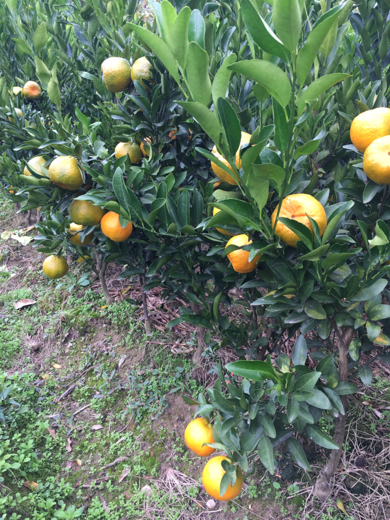 碰柑挂果苗，带果带土球。