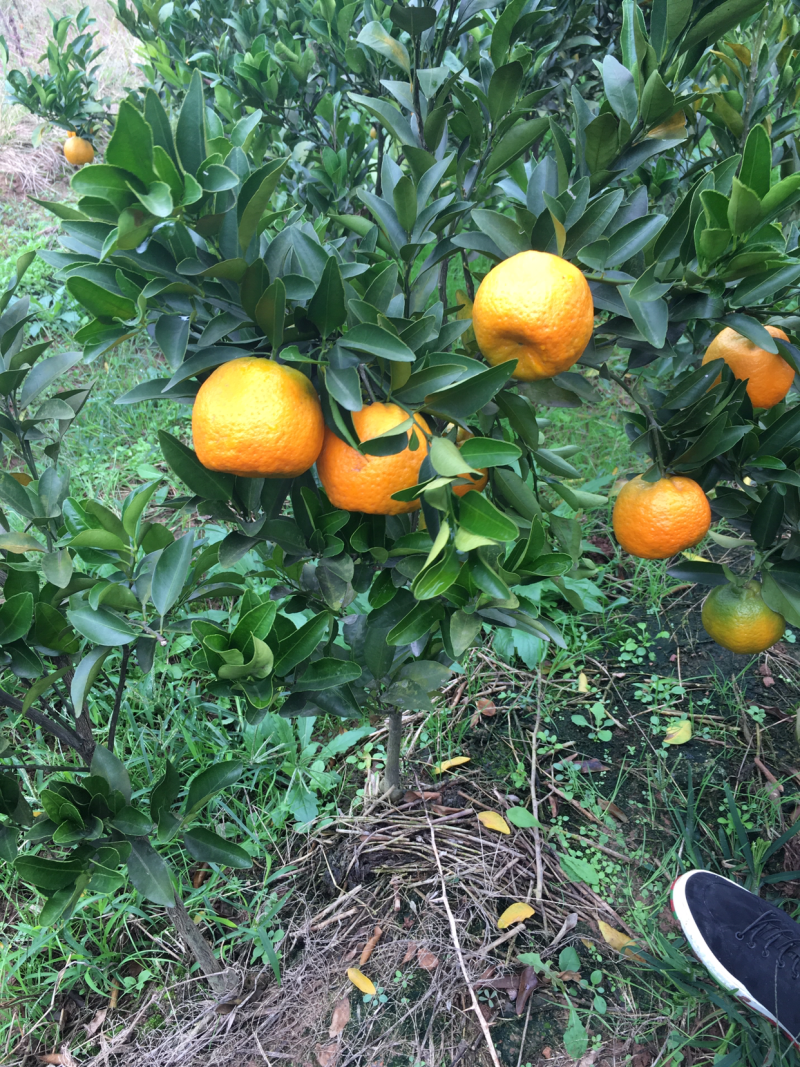 碰柑挂果苗，带果带土球。