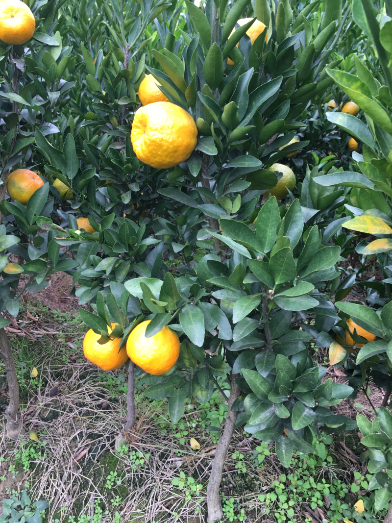碰柑挂果苗，带果带土球。
