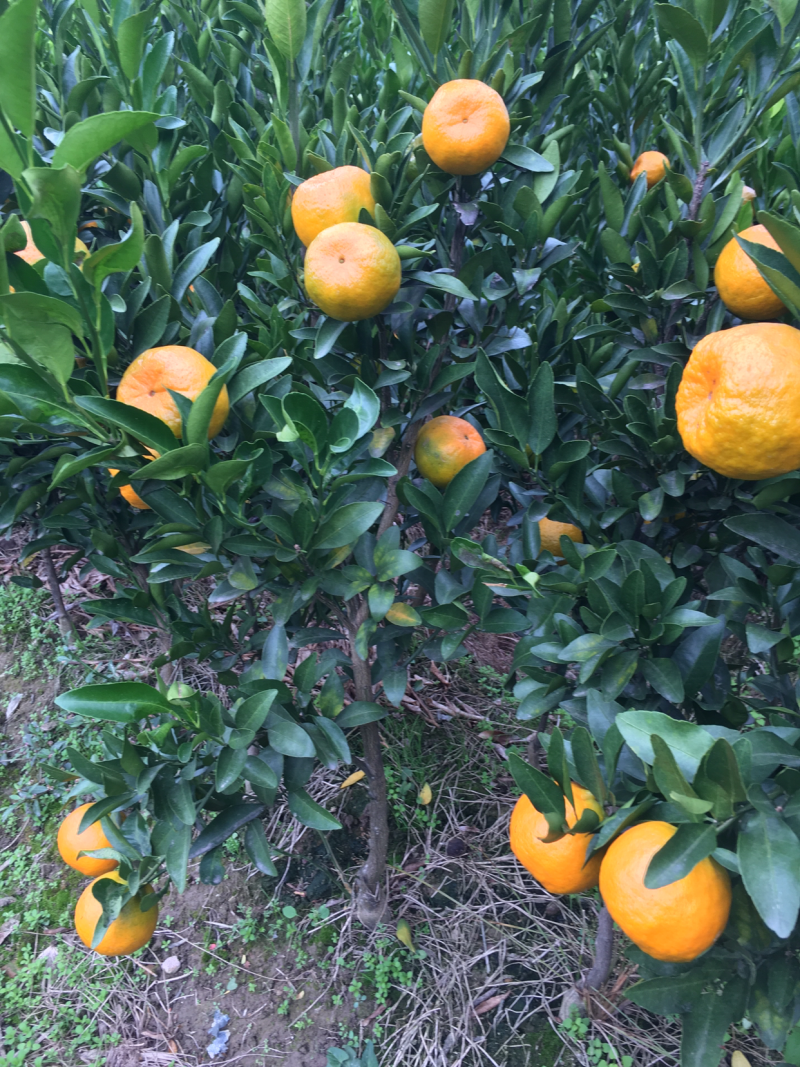 碰柑挂果苗，带果带土球。