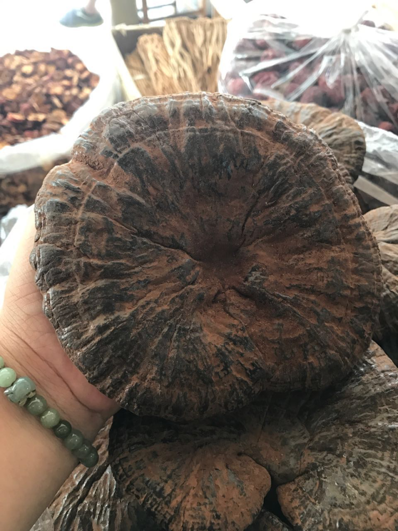 粉灵芝