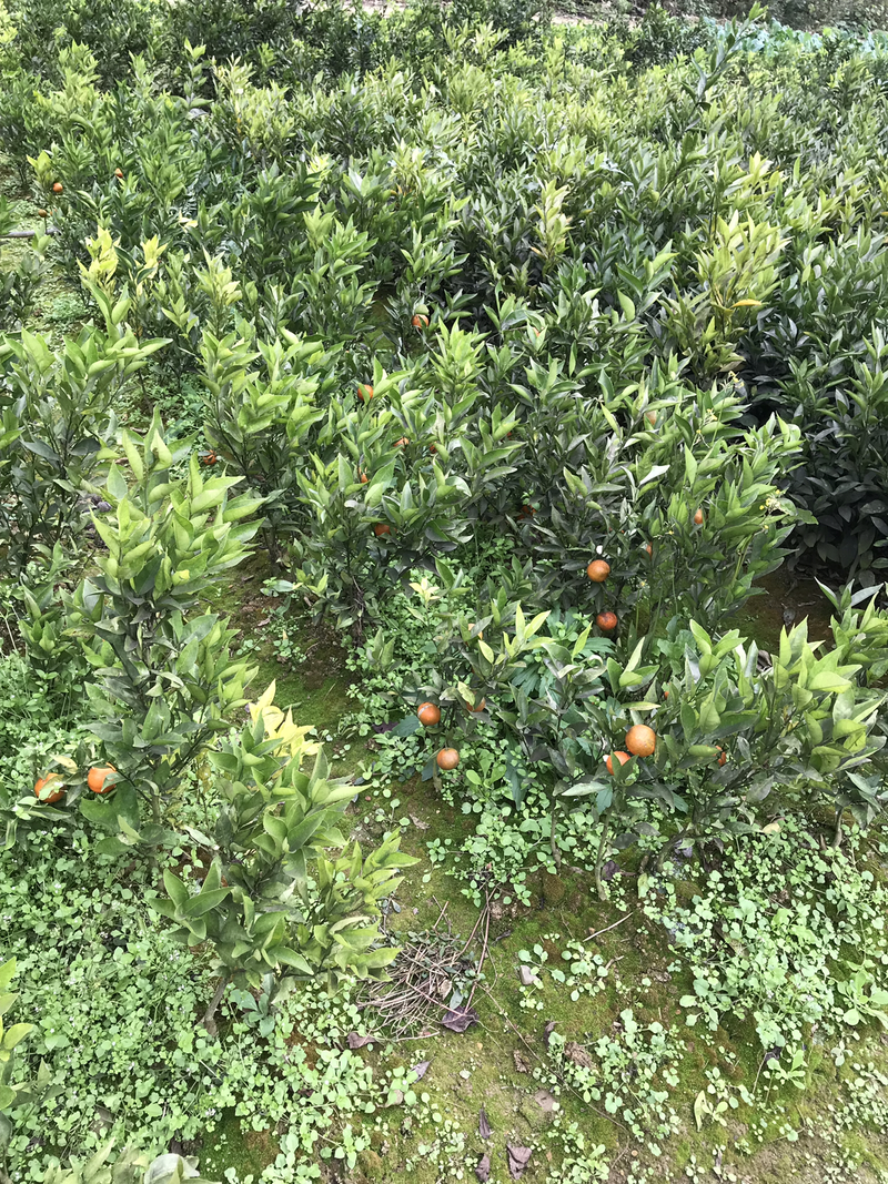 精品东方红橘苗80~120cm