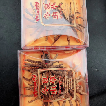 正宗野生冬虫夏草
