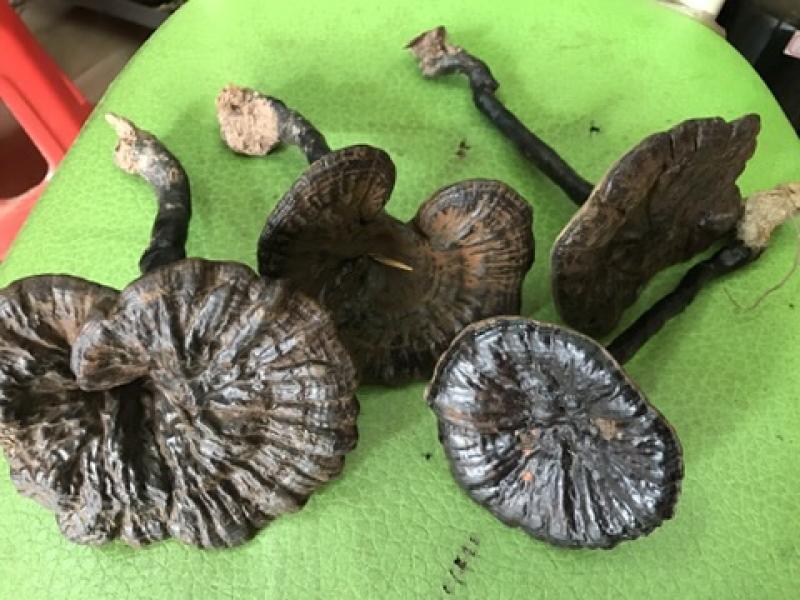 黑灵芝