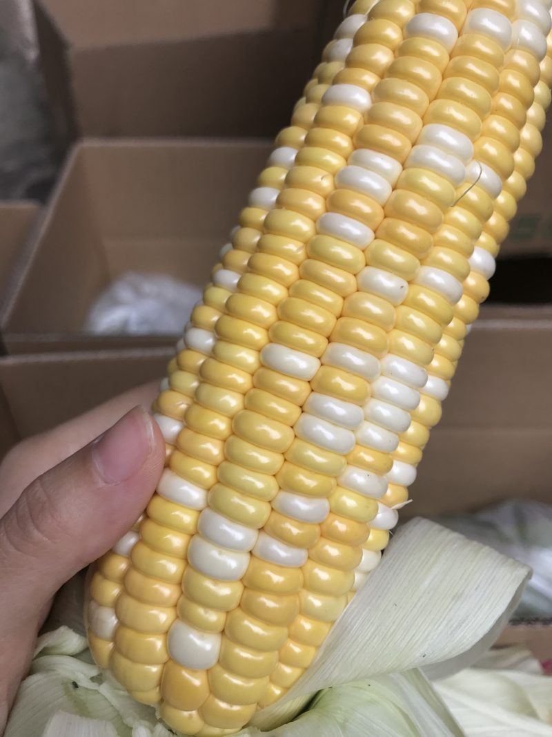（爆款秒杀价）水果玉米招代理一件代发包邮包甜