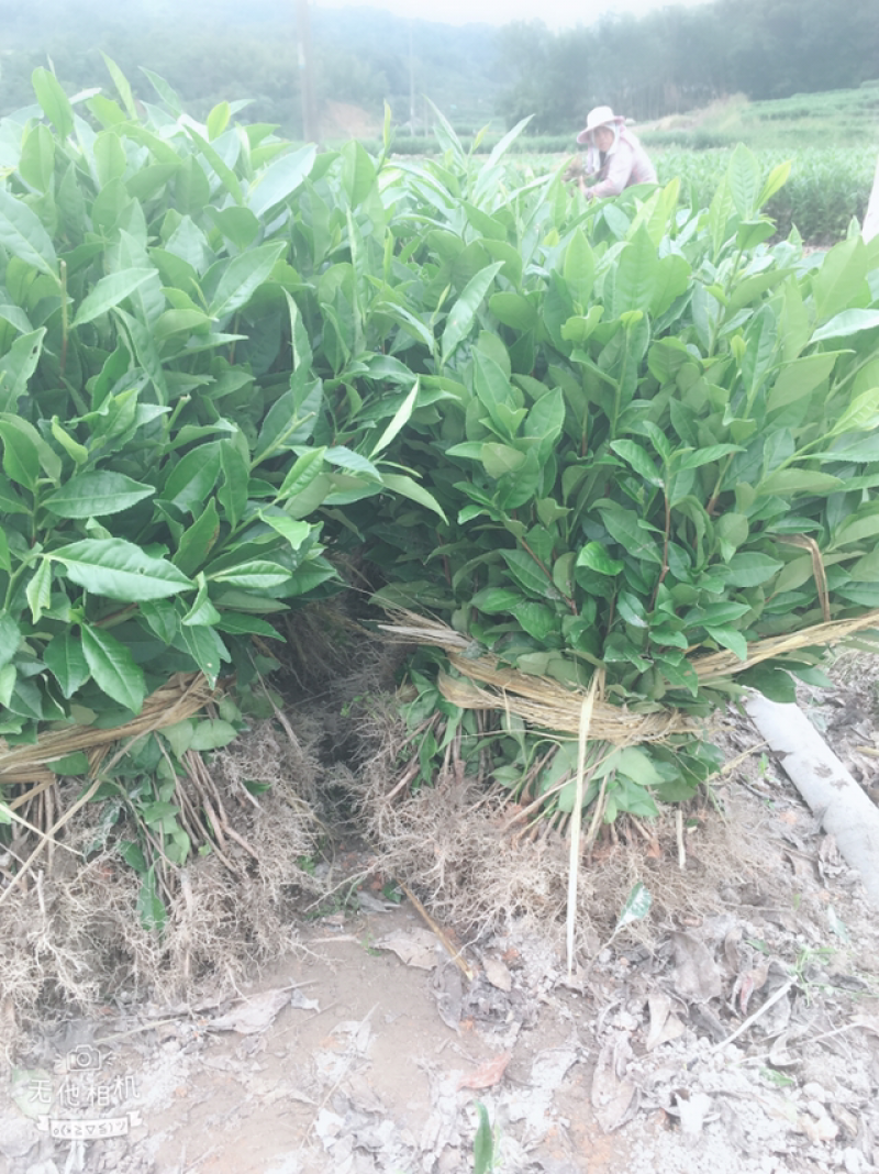 白茶苗福鼎白茶苗绿茶苗茶树苗两证一签