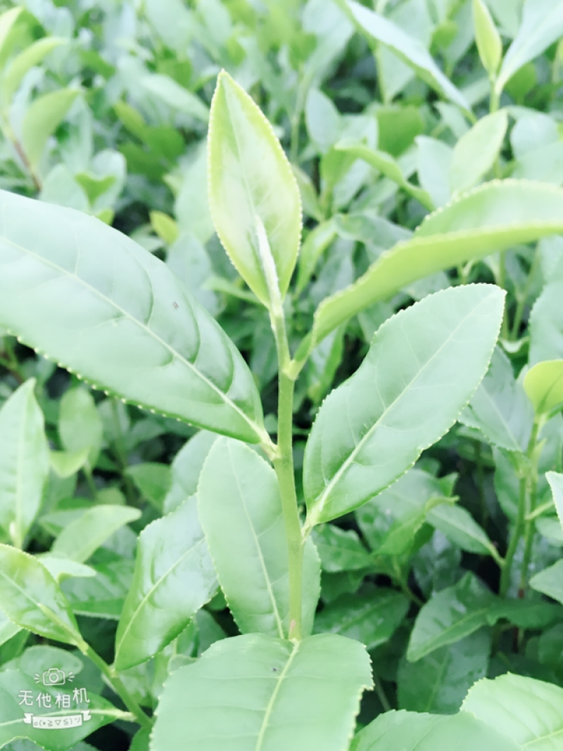 白茶苗福鼎白茶苗绿茶苗茶树苗两证一签