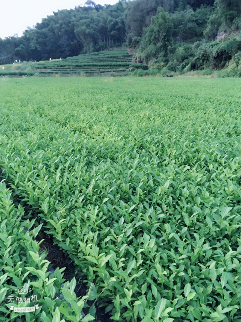 白茶苗福鼎白茶苗绿茶苗茶树苗两证一签