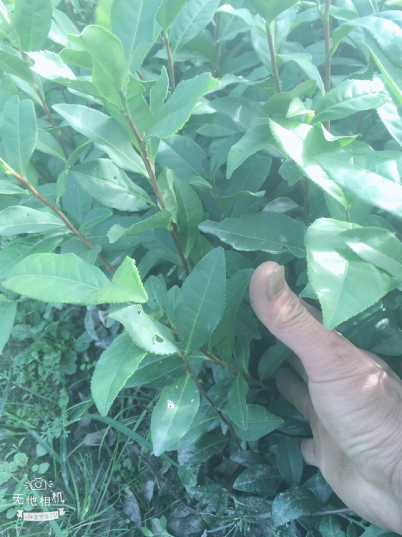 白茶苗福鼎白茶苗绿茶苗茶树苗两证一签
