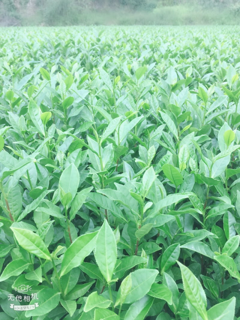 白茶苗福鼎白茶苗绿茶苗茶树苗两证一签