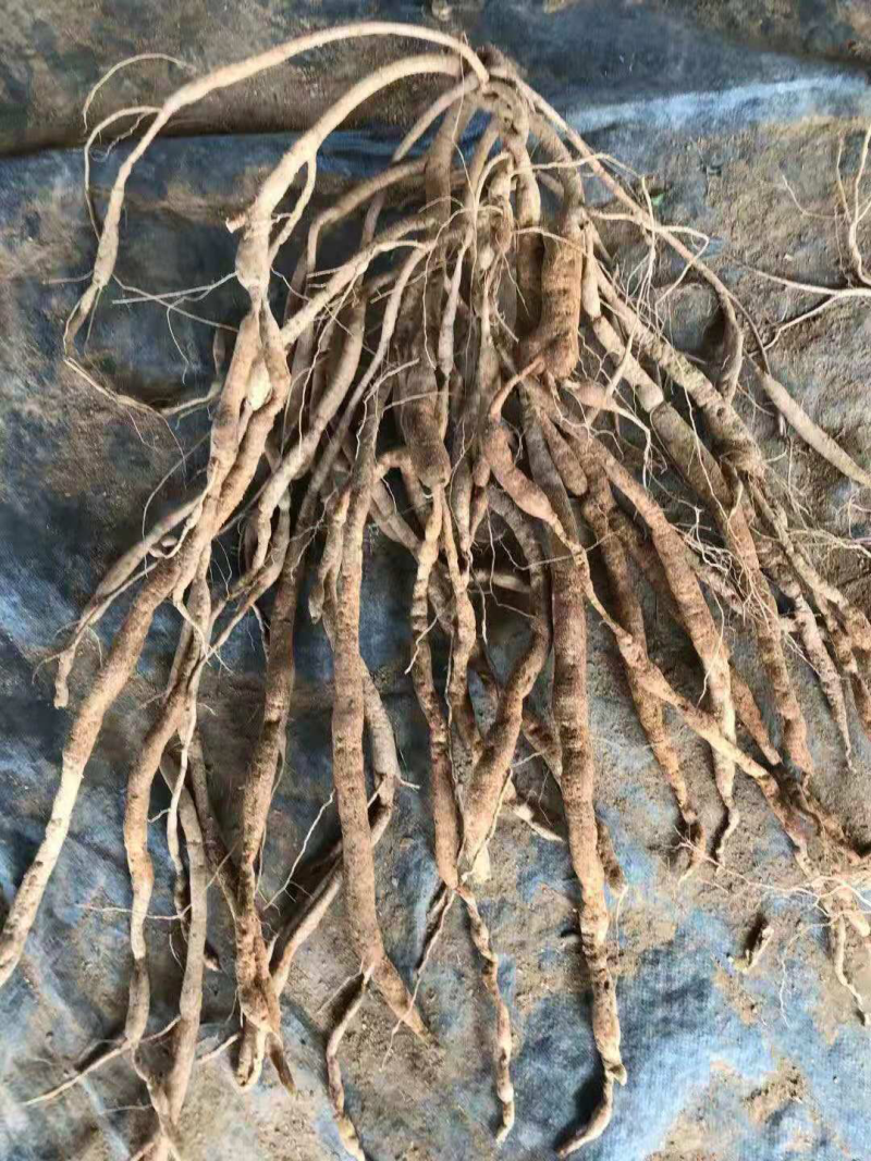 优质牛大力（大中小叶）种苗（种子）代找牛大力薯挖