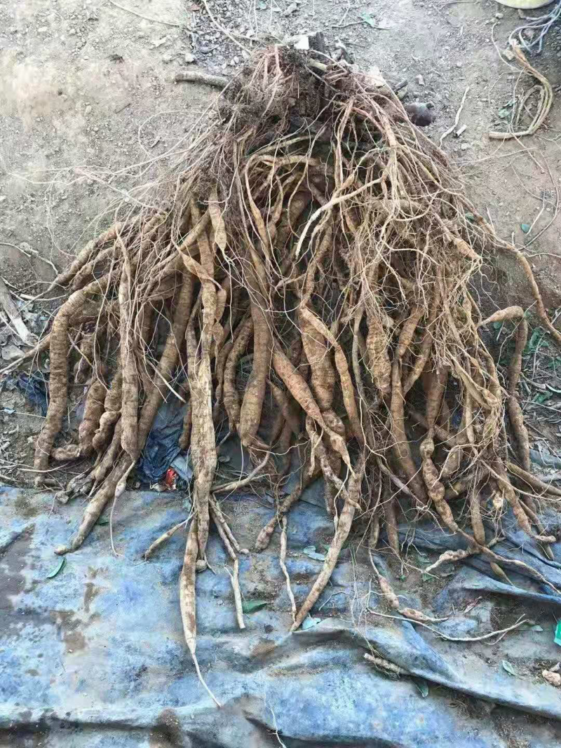 优质牛大力（大中小叶）种苗（种子）代找牛大力薯挖
