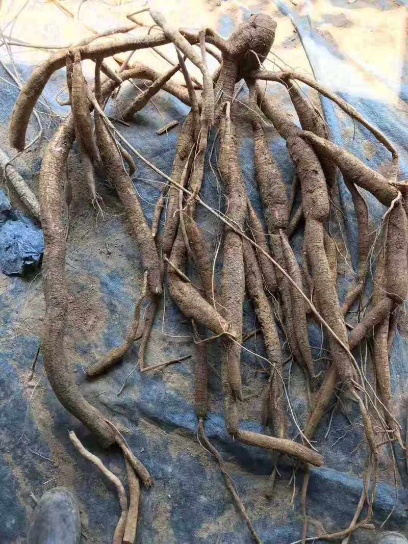 优质牛大力（大中小叶）种苗（种子）代找牛大力薯挖
