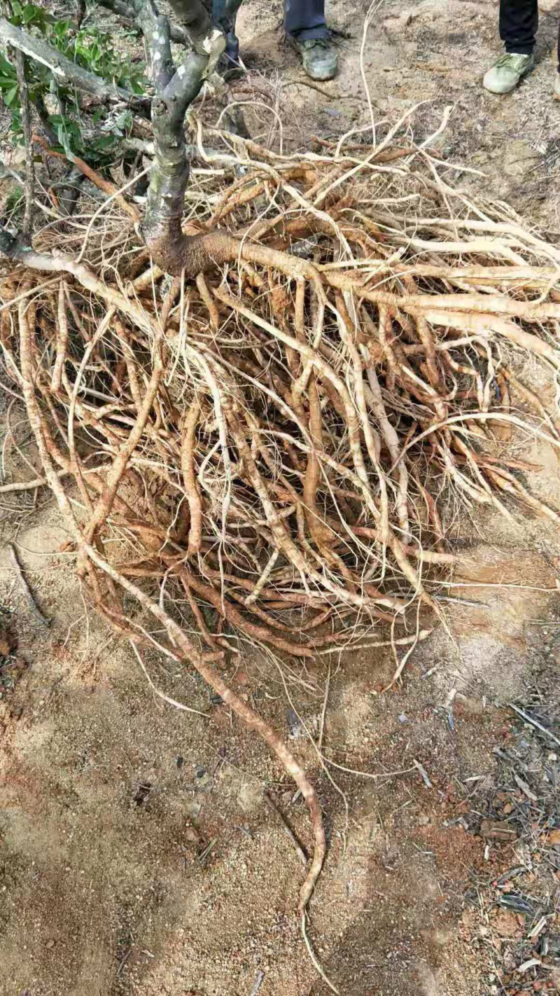优质牛大力（大中小叶）种苗（种子）代找牛大力薯挖