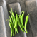 鸡爪椒﹥10-20