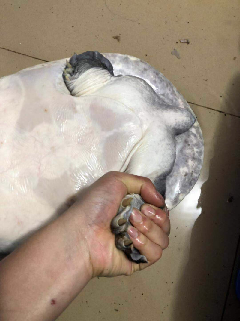 野生甲鱼