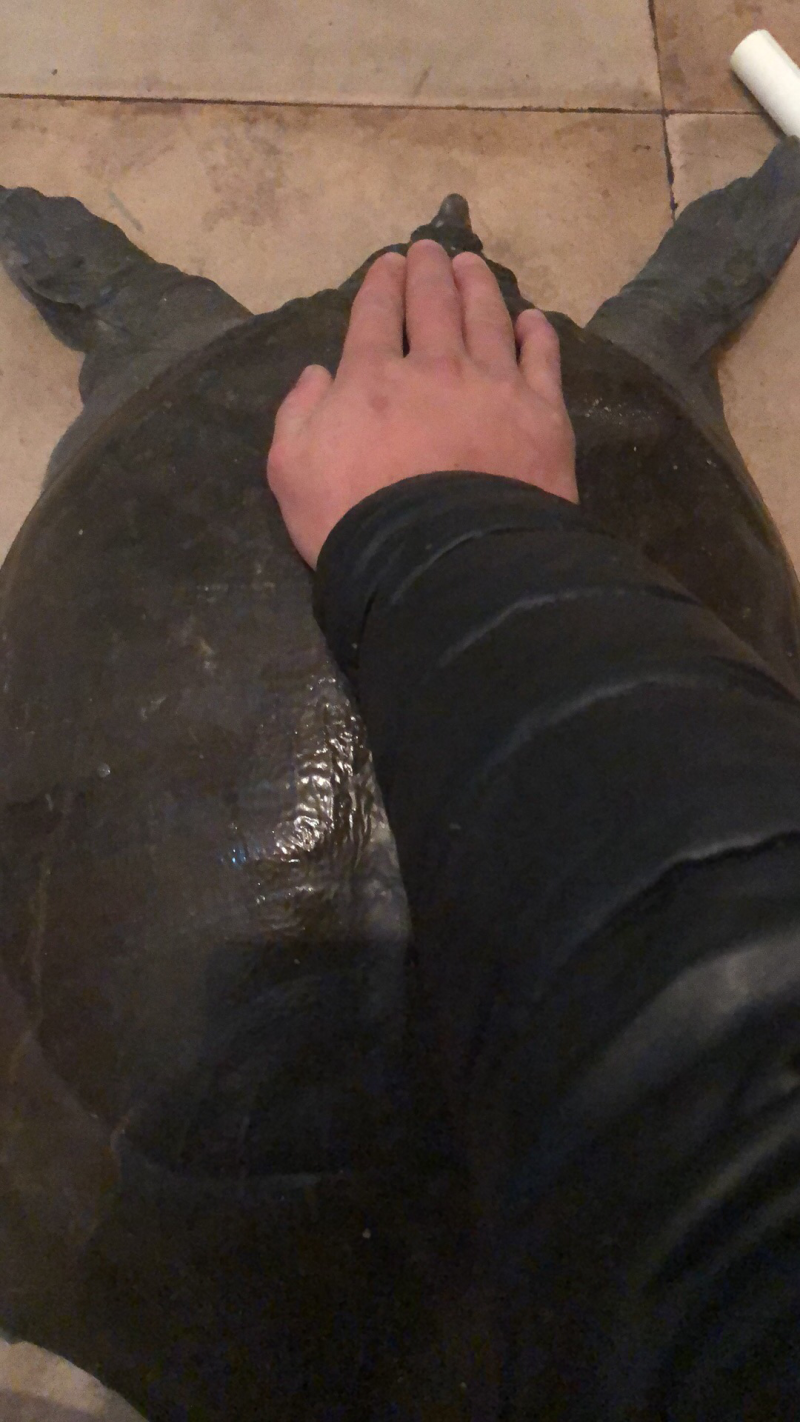 野生甲鱼