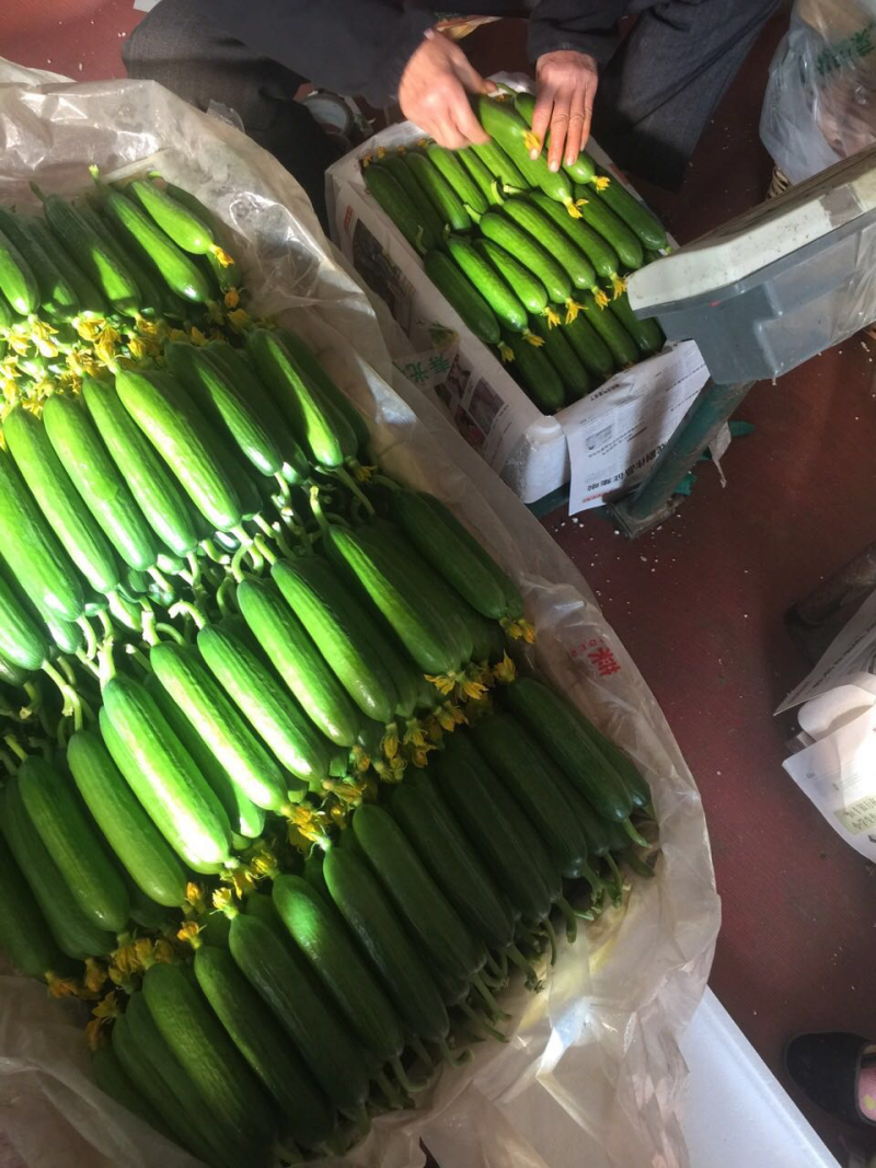 小黄瓜—基地直供货源